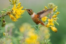 Allen's hummingbird