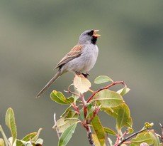 Black-chinned sparrow