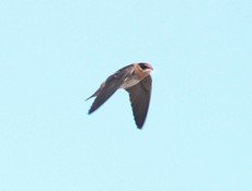 Cave swallow