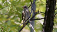 Greater pewee