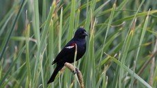 Tricolored blackbird