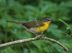 Yellow-breasted chat
