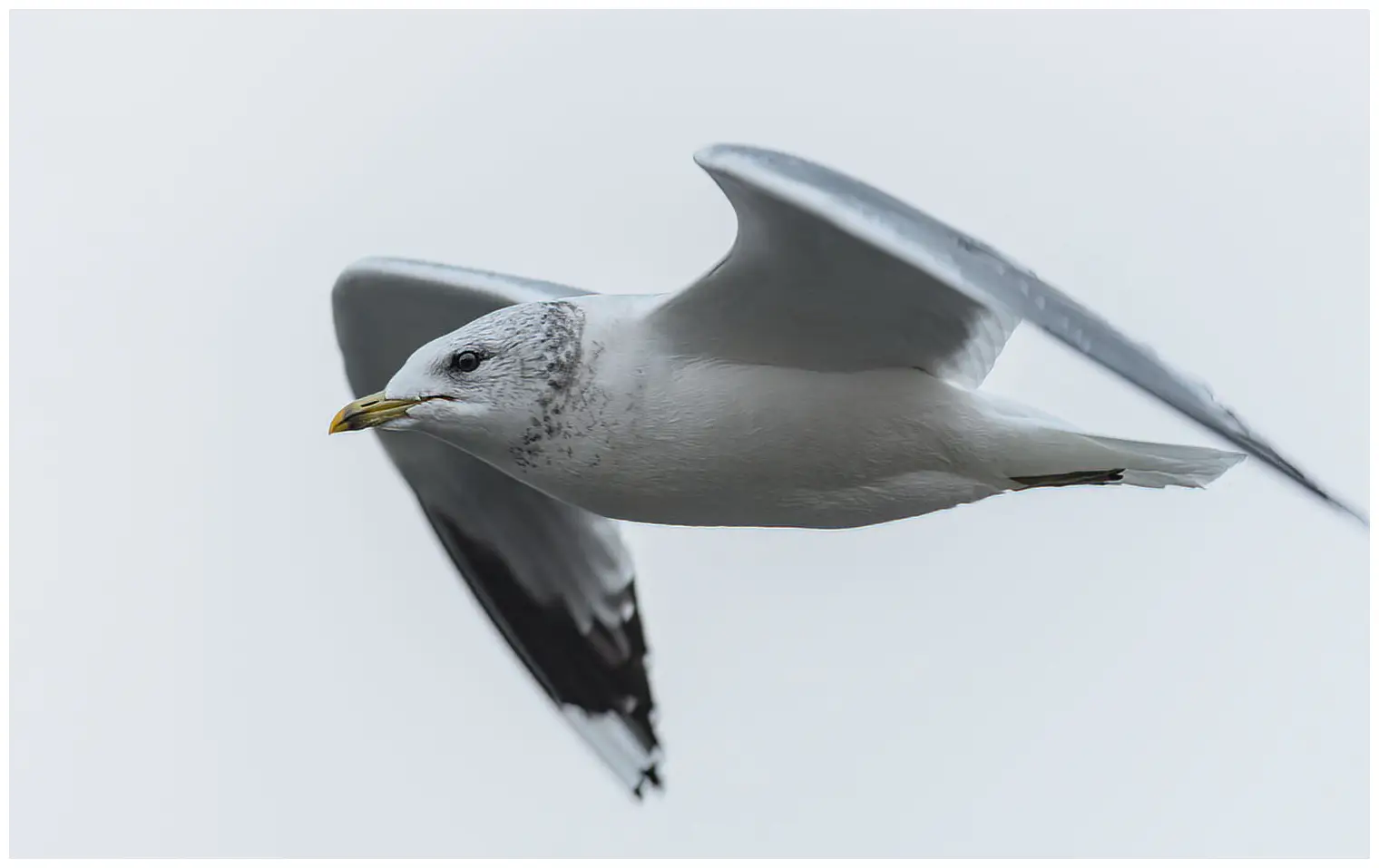 Mew gull