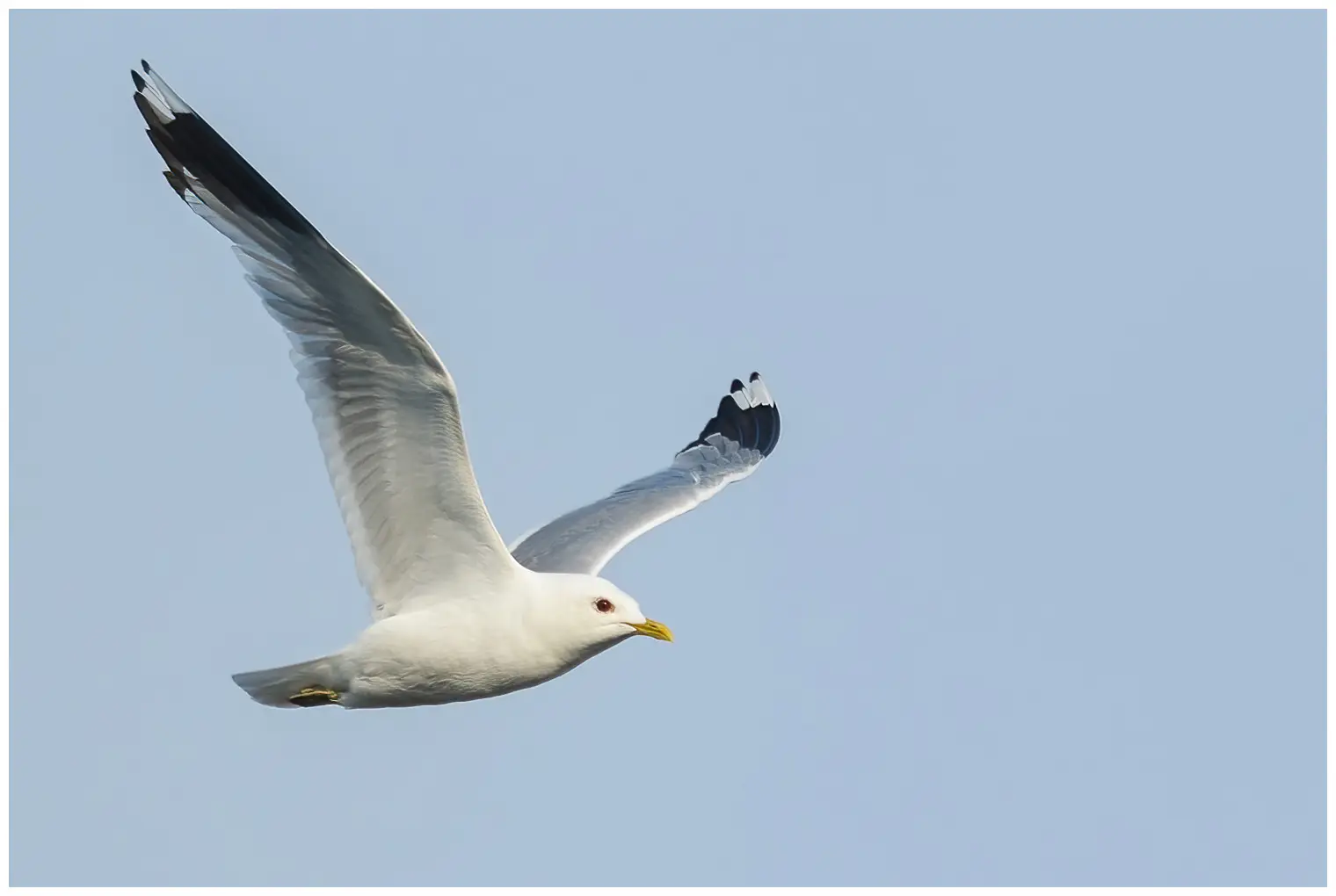 Mew gull