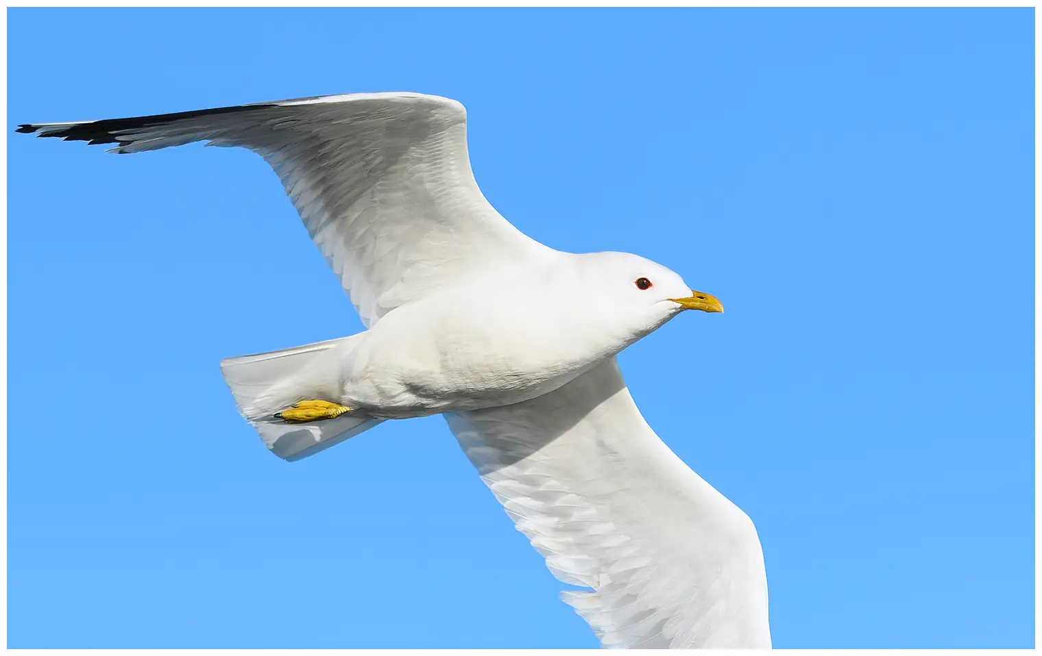 Mew gull