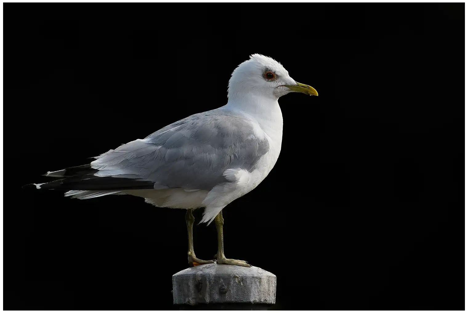 Mew gull