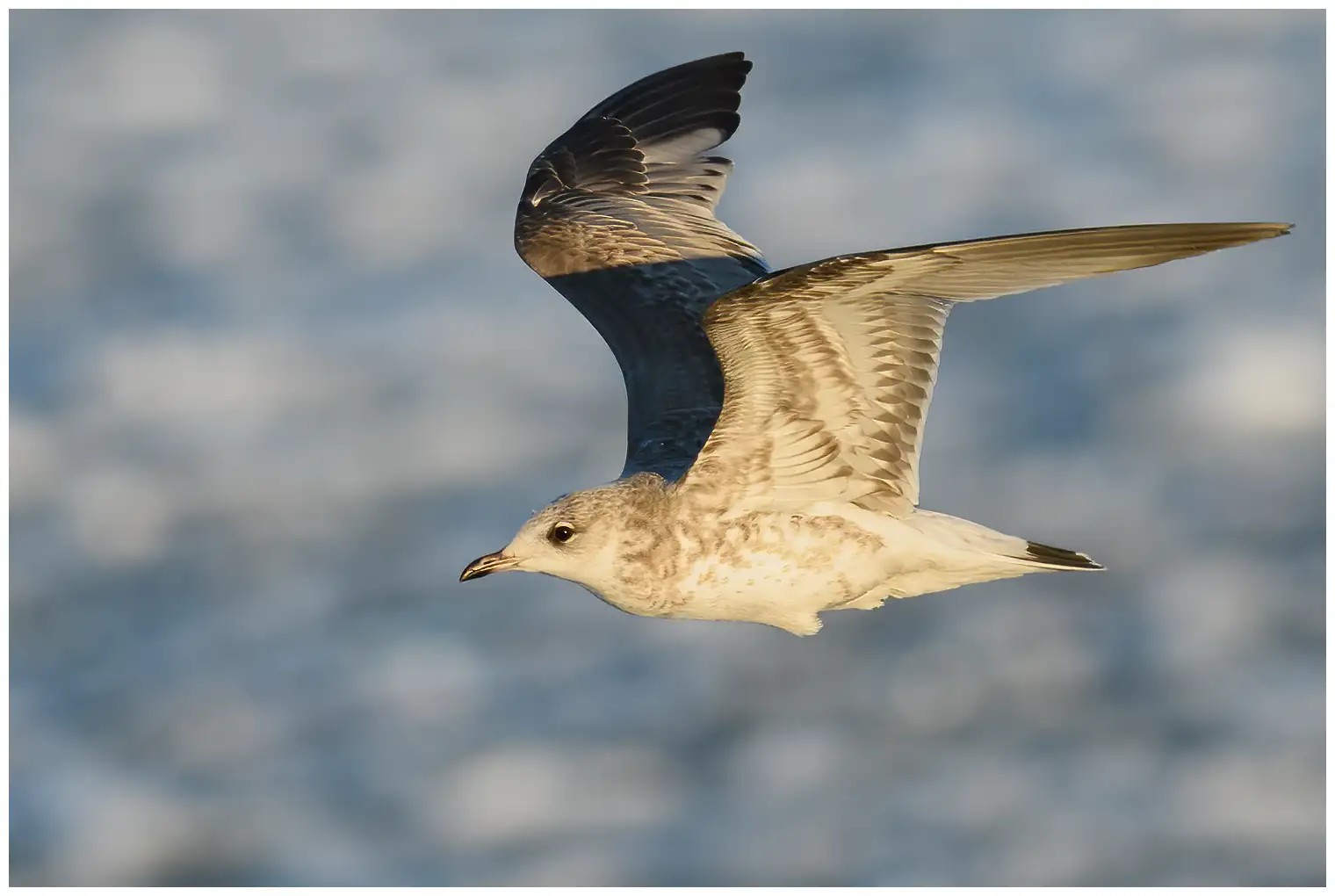 Mew gull