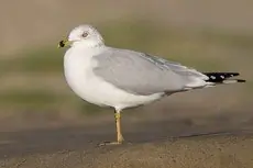 Ring-billed gull