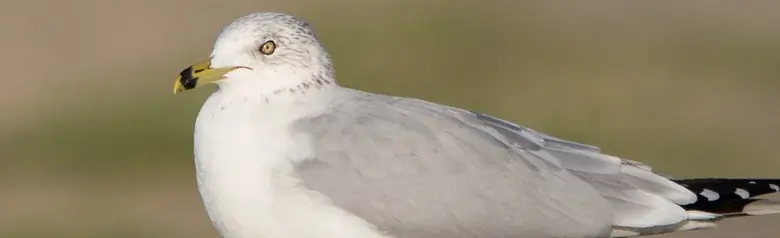 Ring-billed gull. Standing on a rock. The short beak is yellow with a dark ring, the back and wings are silvery gray and its legs are yellow.