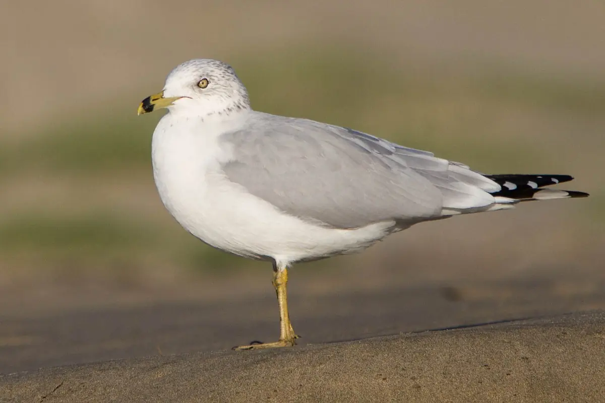 Ring-billed gull. Standing on a rock. The short beak is yellow with a dark ring, the back and wings are silvery gray and its legs are yellow.