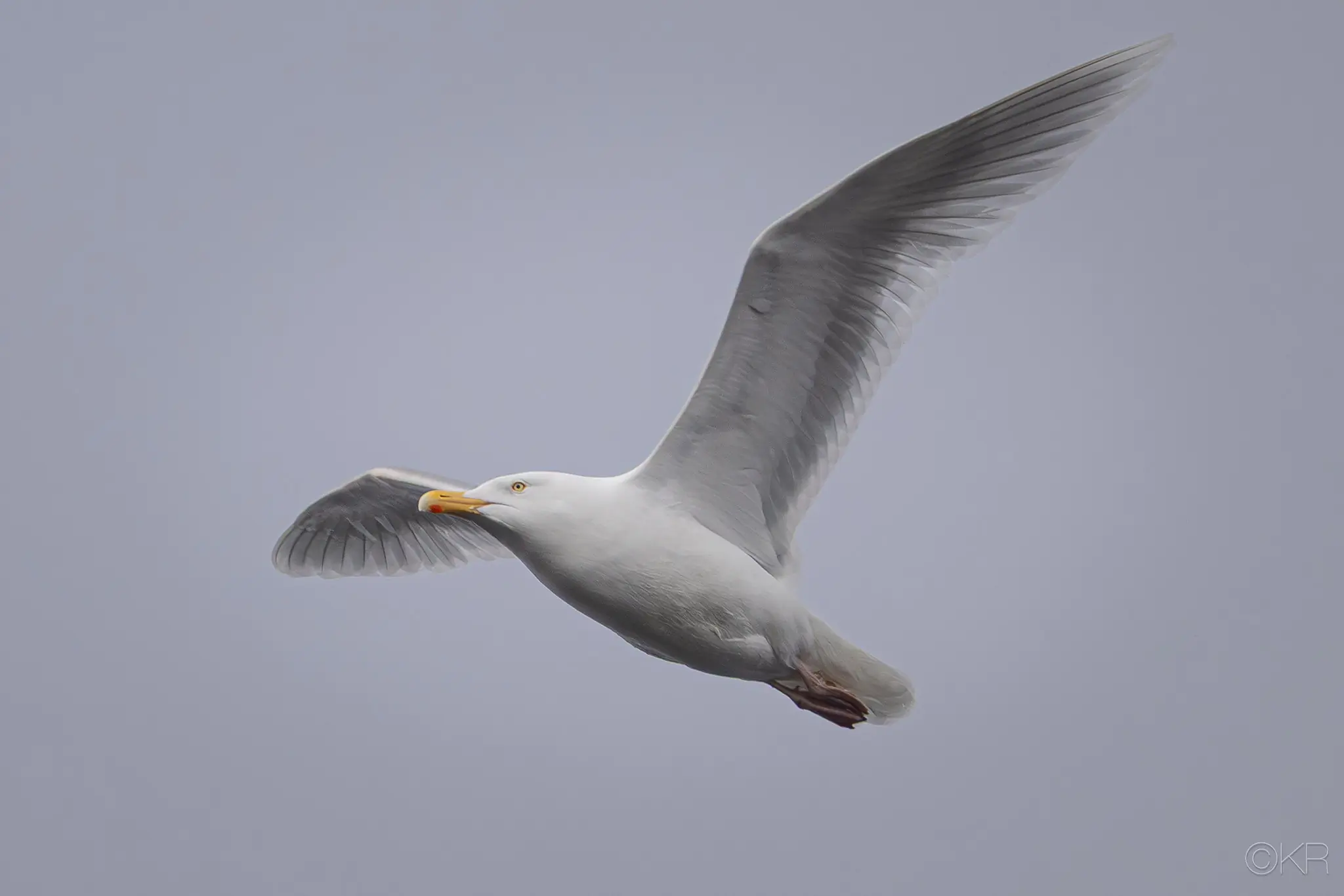 Glaucous gull