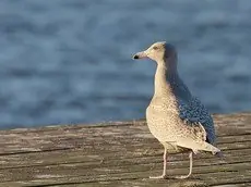 Glaucous gull
