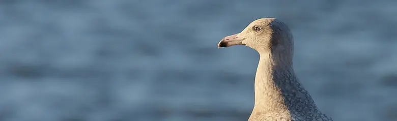 Glaucous gull. Standing on a bathing jetty. Completely grey mottled plumage, including wings and wing tips. However, the beak tip is black.