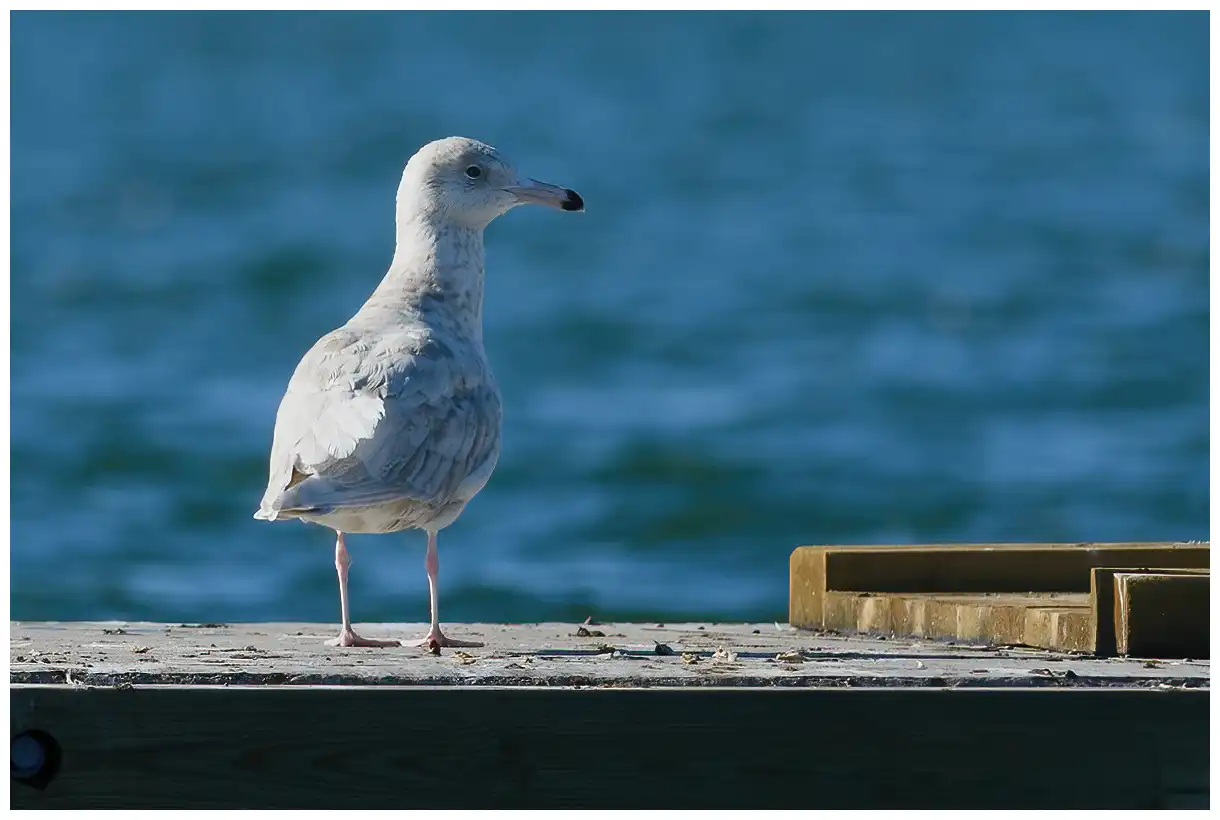 Glaucous gull