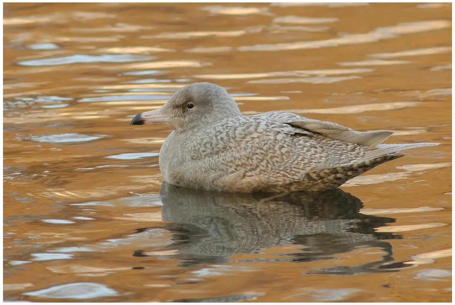Glaucous gull