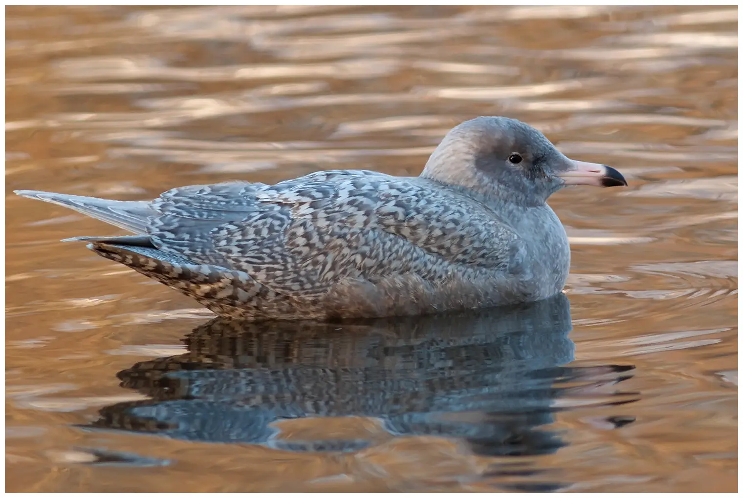 Glaucous gull