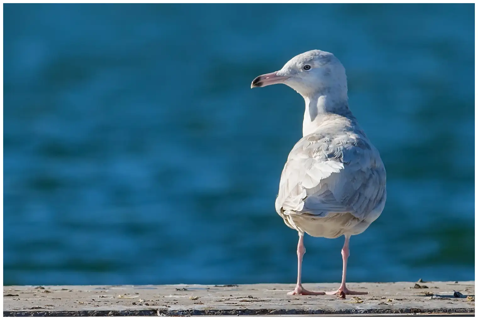 Glaucous gull