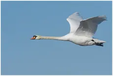 Mute swan