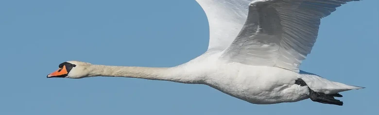 A flying mute swan cuts through the air, its wings pointing upwards.