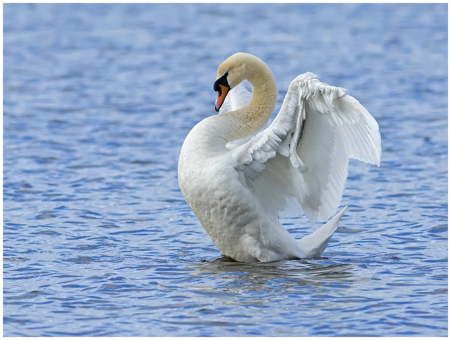 Mute swan