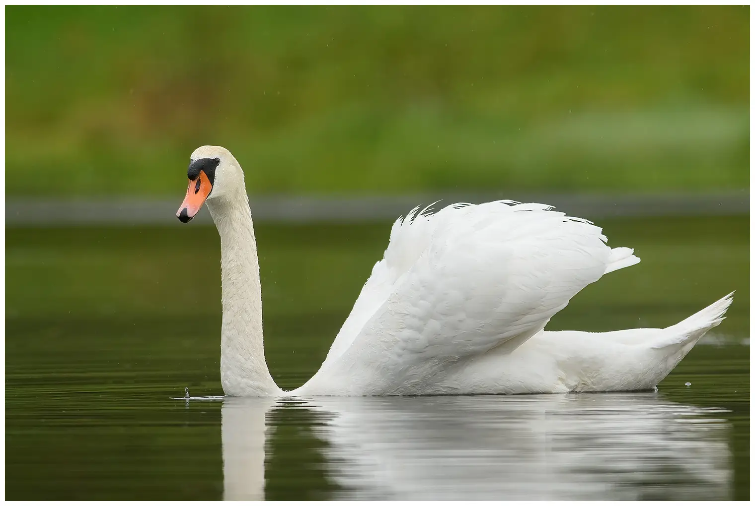 Mute swan
