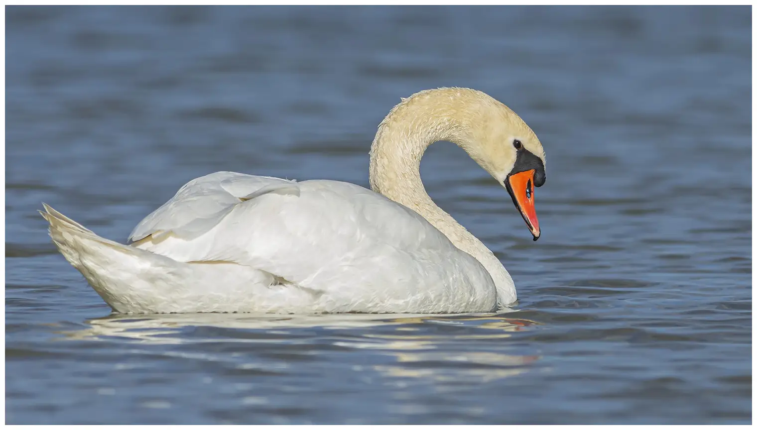 Mute swan