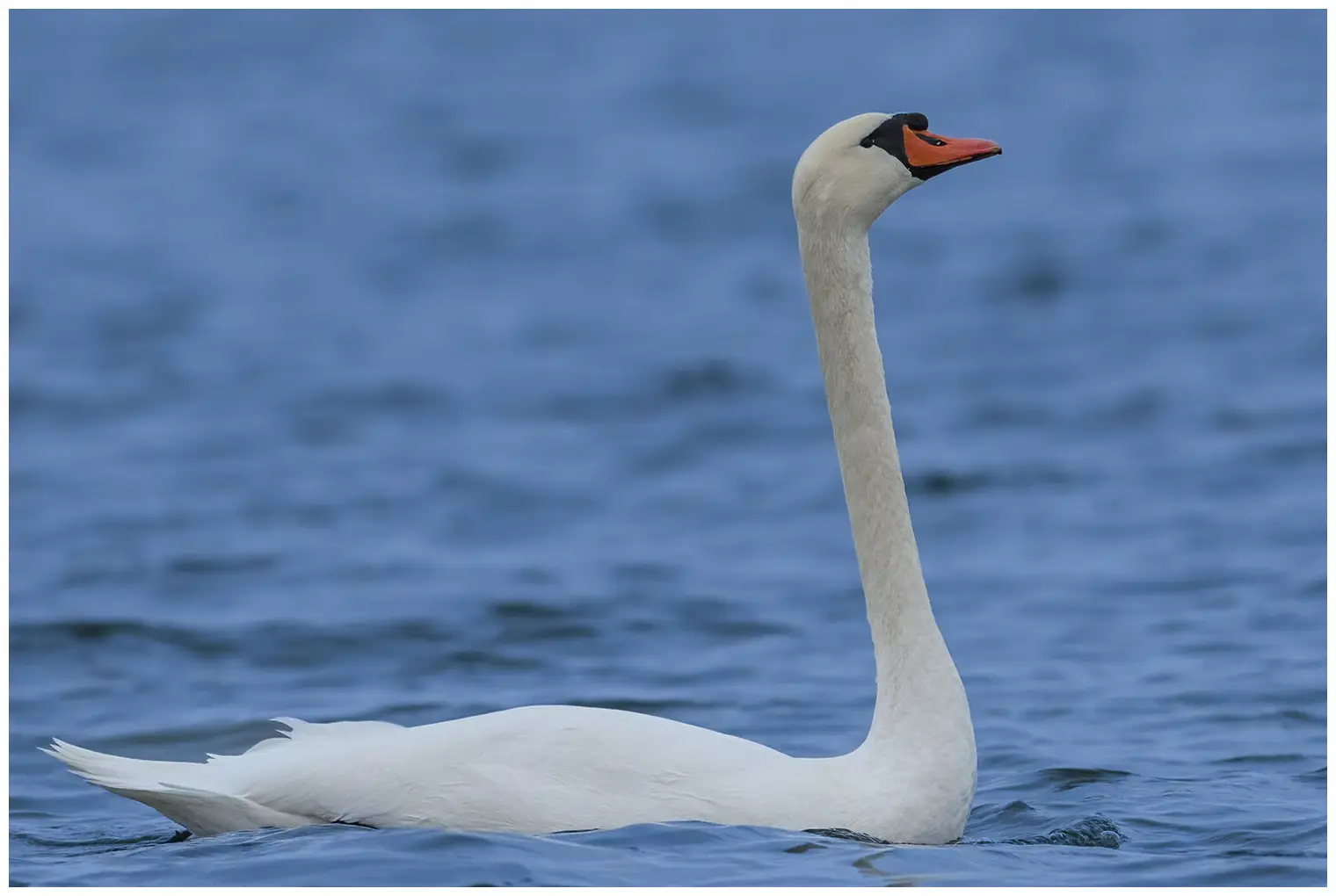 Mute swan