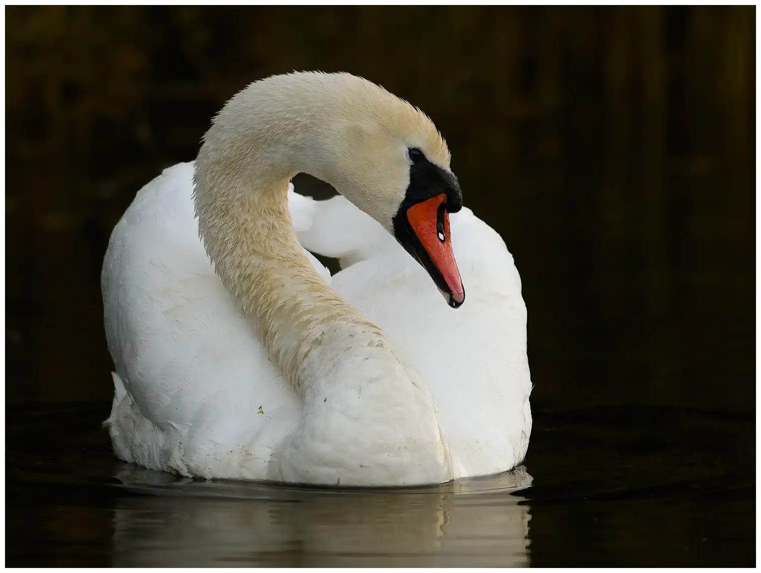Mute swan