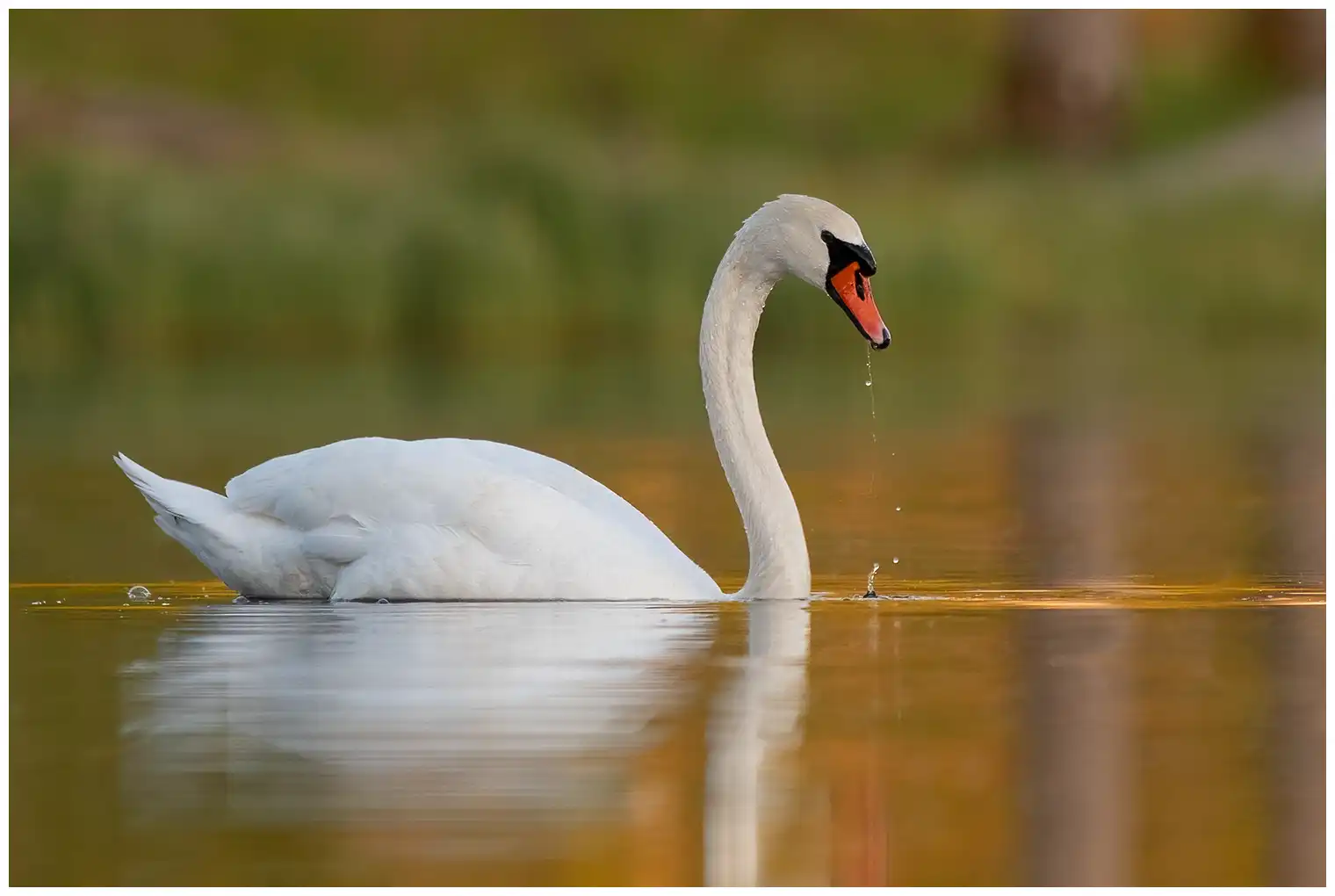 Mute swan