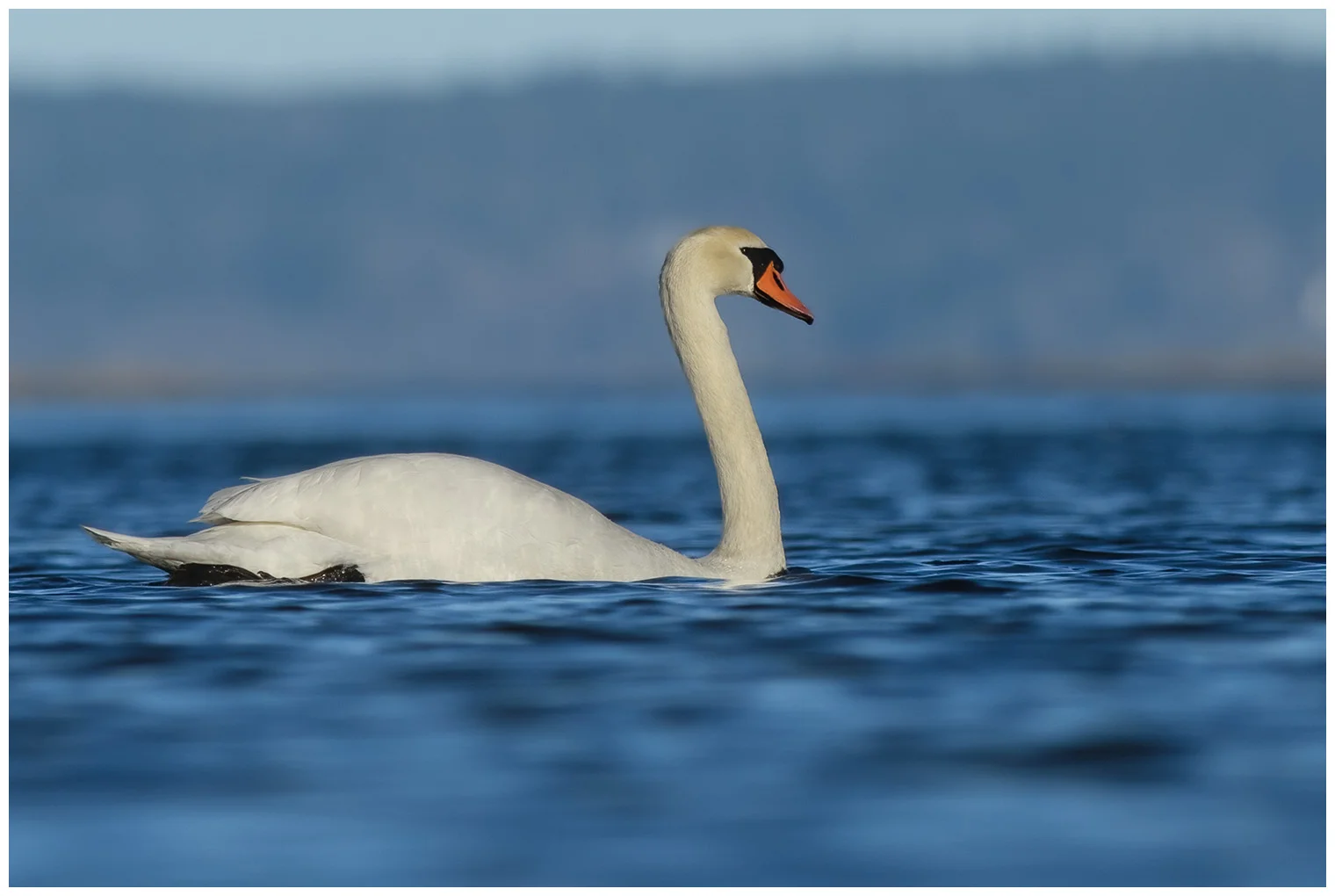 Mute swan