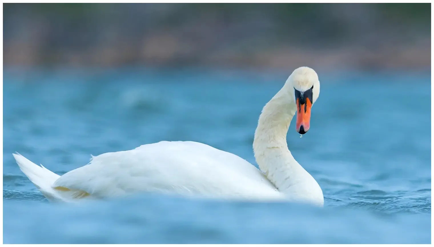 Mute swan