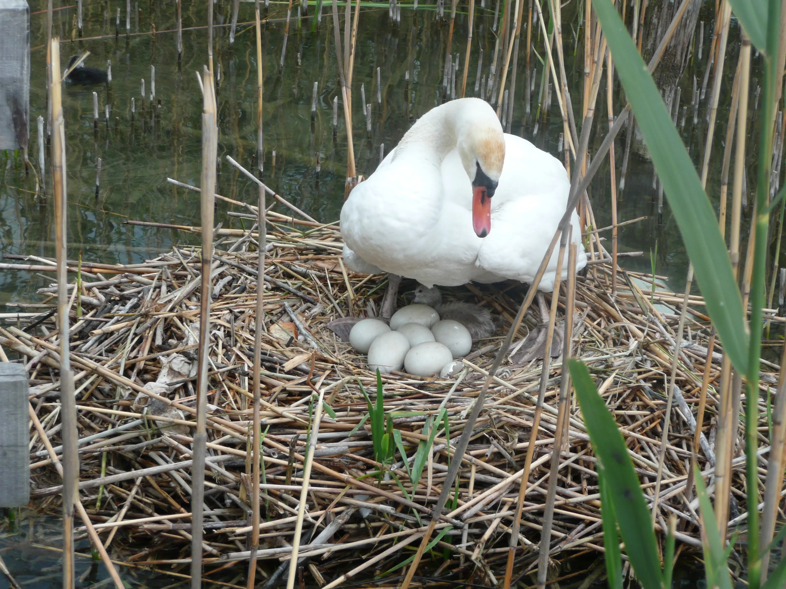 Mute swan