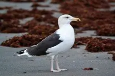 Great black-backed gull