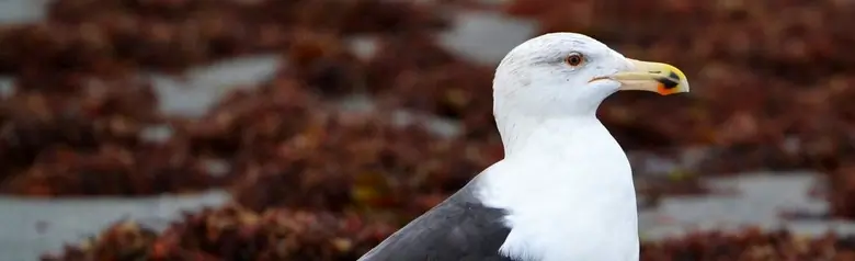 Great black-backed gull. On the beach surrounded by seaweed. The world's largest and heaviest gull species. Grey-black upperside and flesh-colored legs.