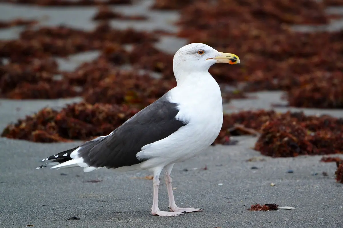 Great black-backed gull. On the beach surrounded by seaweed. The world's largest and heaviest gull species. Grey-black upperside and flesh-colored legs.