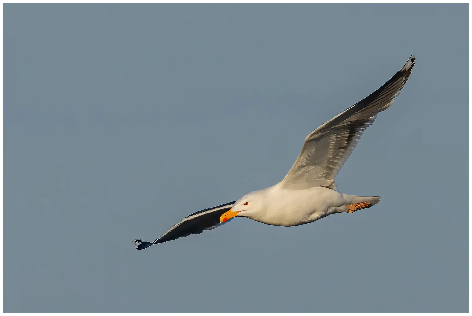 Great black-backed gull