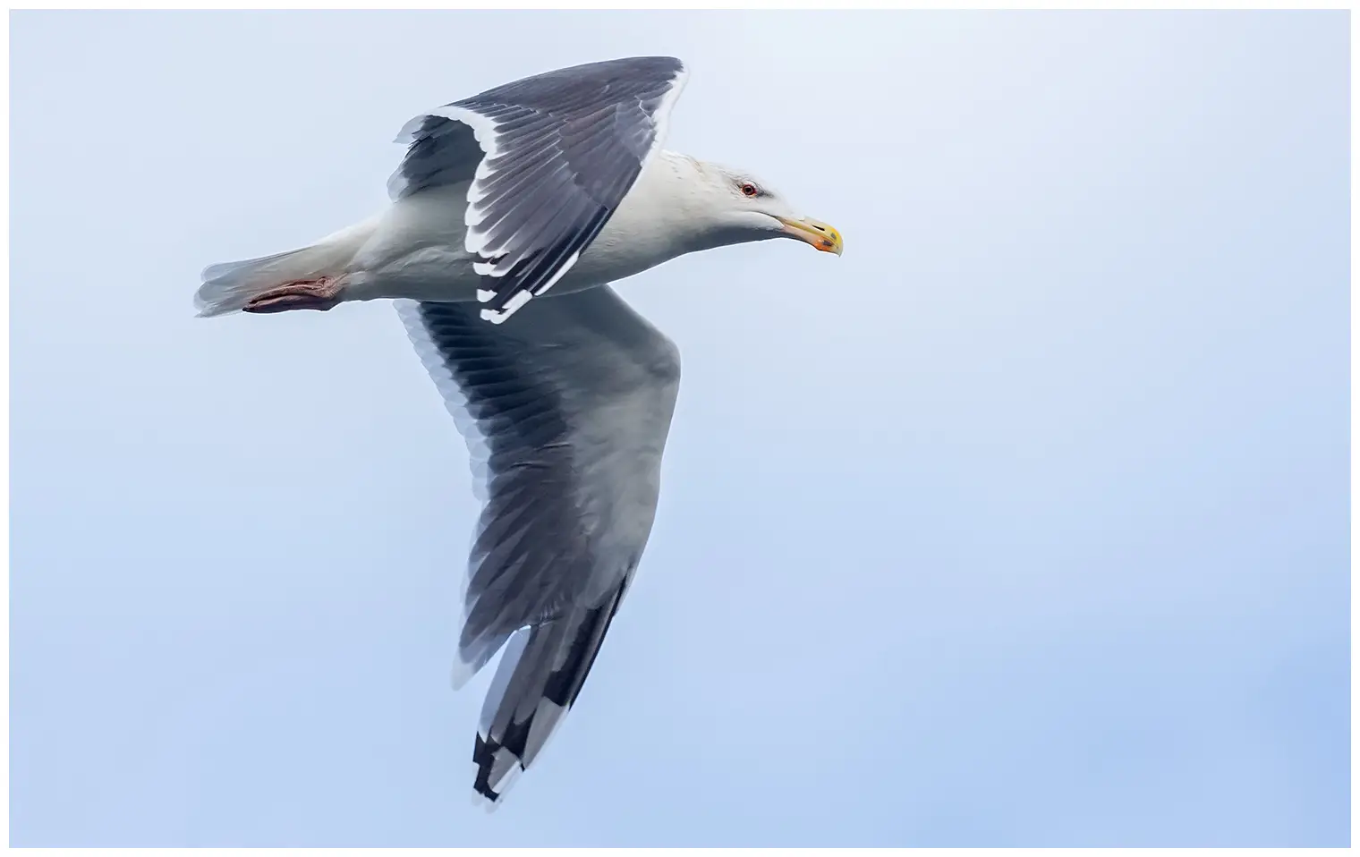 Great black-backed gull