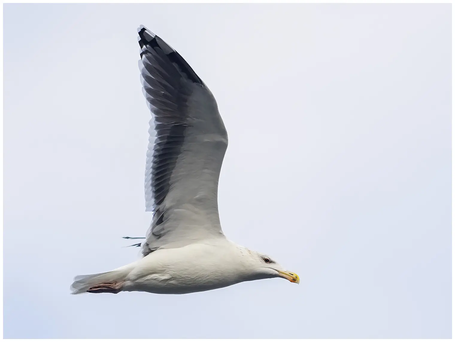 Great black-backed gull
