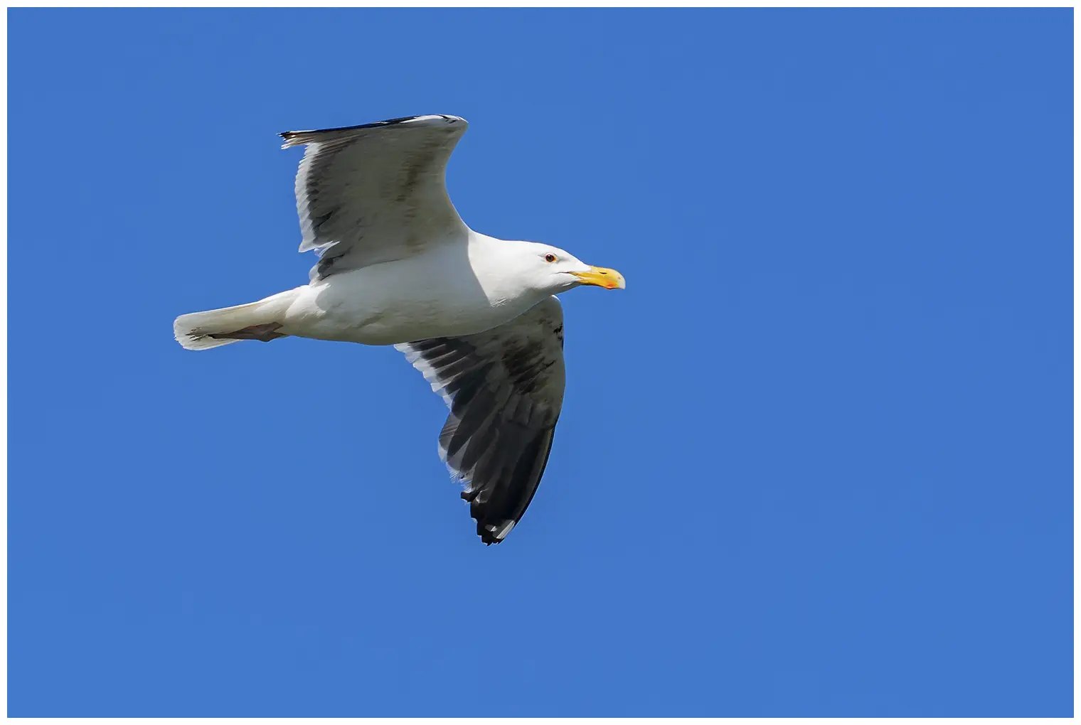 Great black-backed gull