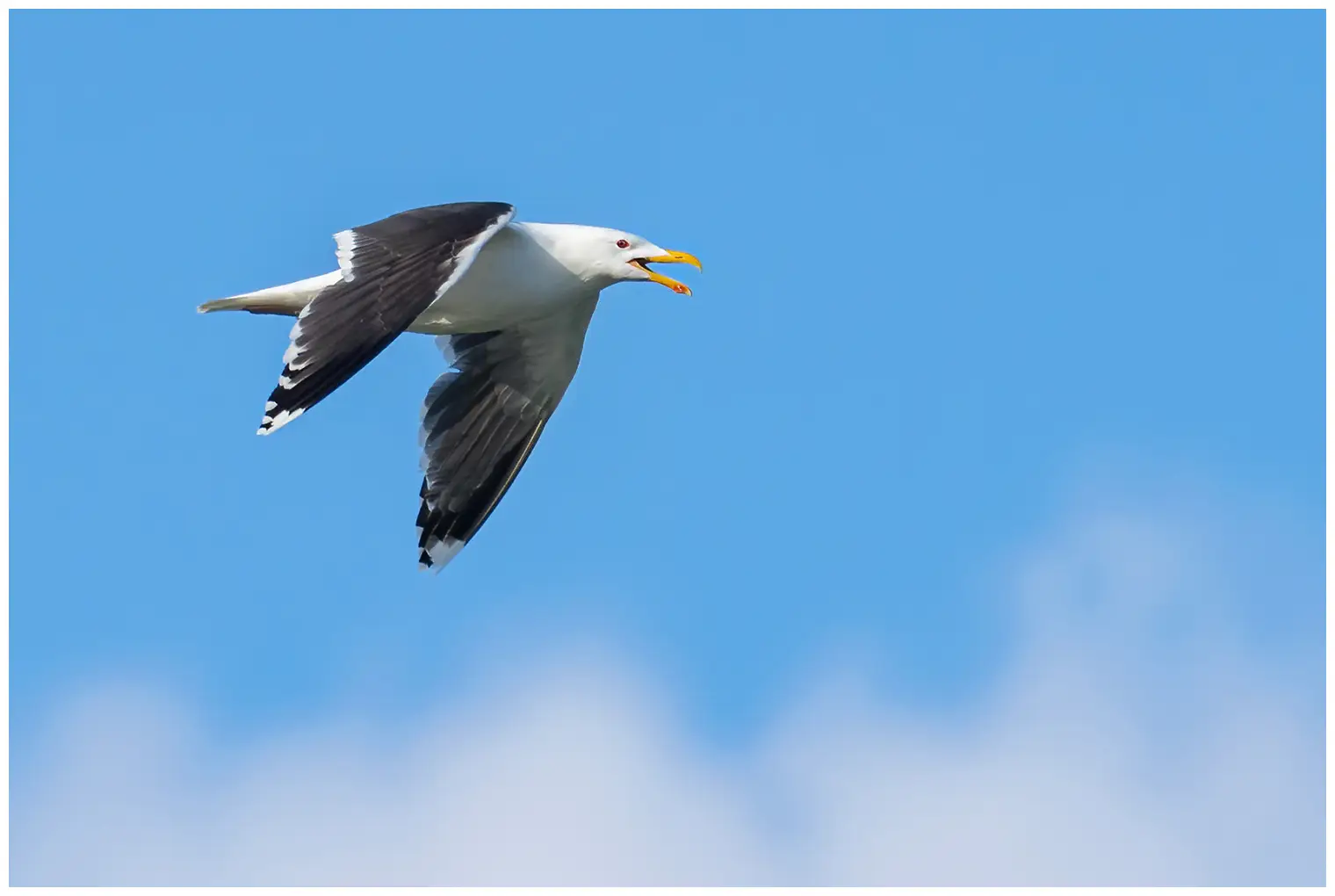 Great black-backed gull