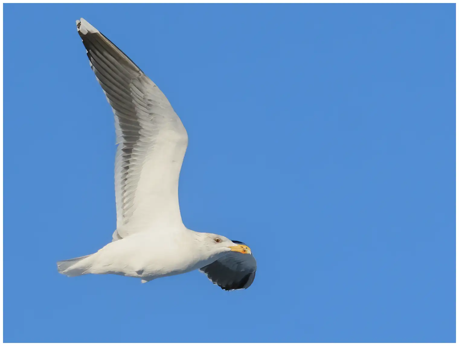 Great black-backed gull