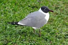 Laughing gull