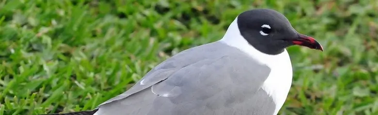 Laughing gull. The head, legs and feet are black, while the beak is red (summer plumage).