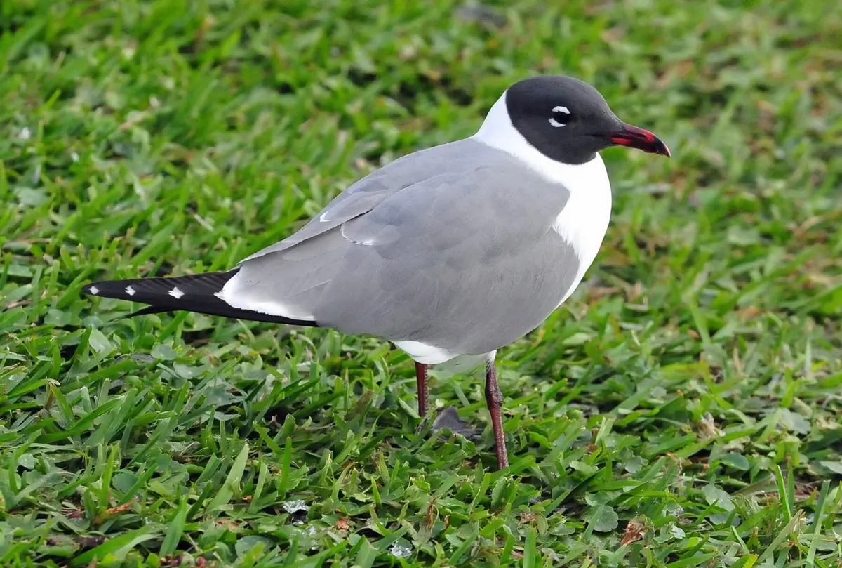 Laughing gull. The head, legs and feet are black, while the beak is red (summer plumage).