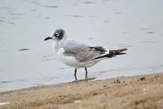 Franklin's gull