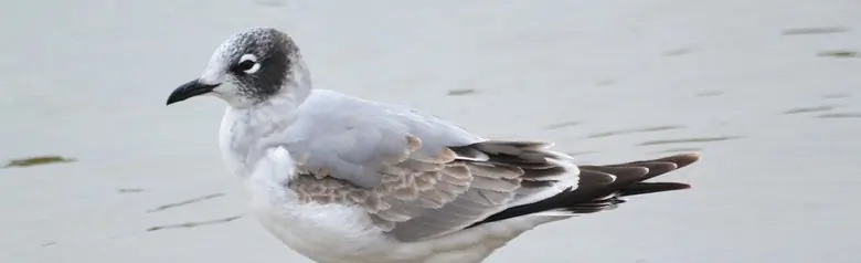 Franklin's gull. Standing at the water's edge in mottled plumage.