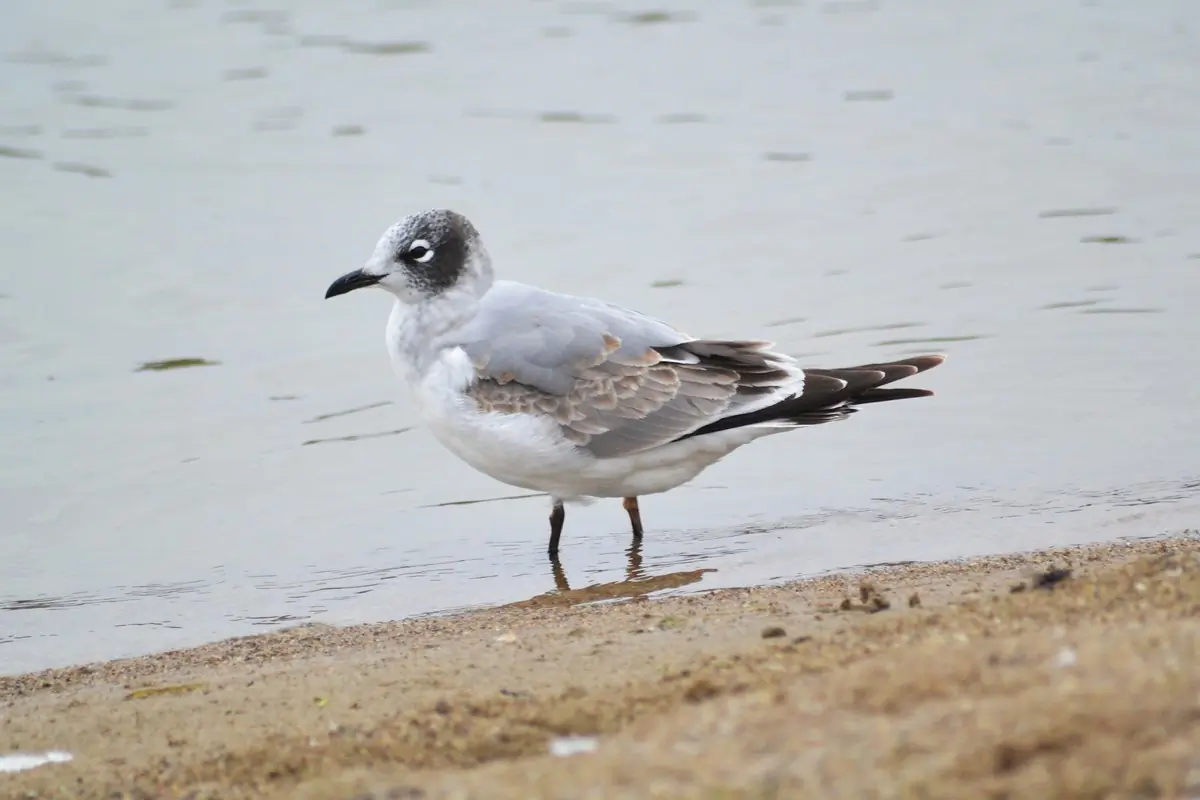 Franklin's gull. Standing at the water's edge in mottled plumage.
