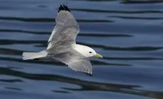 Black-legged kittiwake