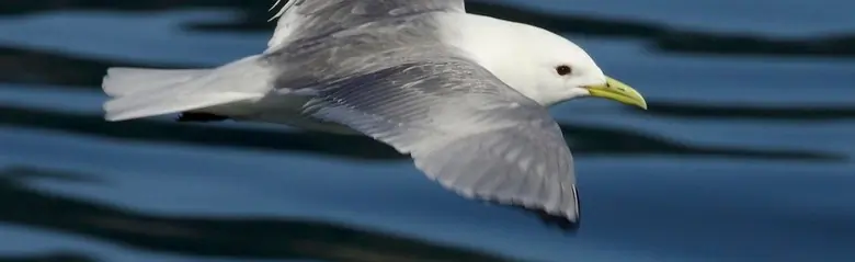 Black-legged kittiwake. Flying over water. The upper side of the wings is grey, but the wing tips are completely black. The feet are black and the beak is yellow.