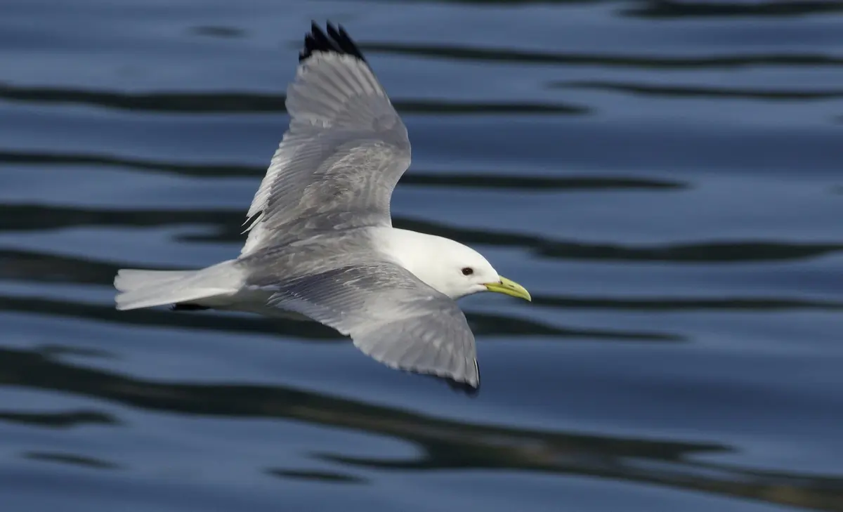 Black-legged kittiwake. Flying over water. The upper side of the wings is grey, but the wing tips are completely black. The feet are black and the beak is yellow.